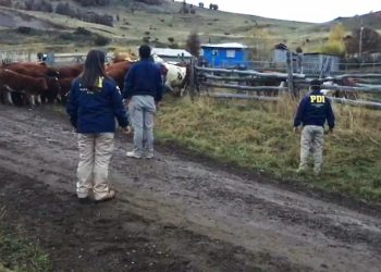 Ante proximidad de Fiestas Patrias: PDI realiza un llamado contra el abigeato de animales