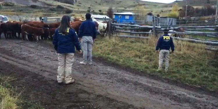 Ante proximidad de Fiestas Patrias: PDI realiza un llamado contra el abigeato de animales