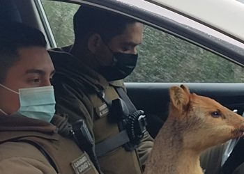 Carabineros de Puerto Aysén rescató pudú tras ataque de perros en el sector puente Dun