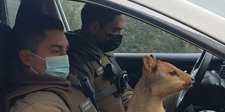 Carabineros de Puerto Aysén rescató pudú tras ataque de perros en el sector puente Dun