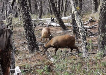 Huemul macho muere atropellado en sector los Mallines