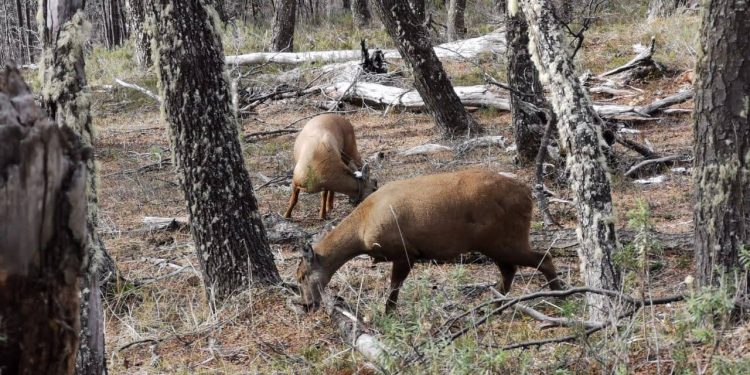 Huemul macho muere atropellado en sector los Mallines
