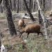 Huemul macho muere atropellado en sector los Mallines