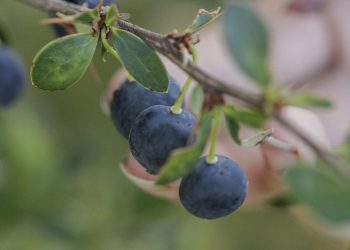 Producción biointensiva de semillas y manejo agrícola del calafate son las nuevas iniciativas de innovación en Aysén