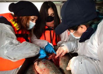 Estudiantes de Puerto Cisnes realizan necropsias en centro Nueva Esperanza de AquaChile