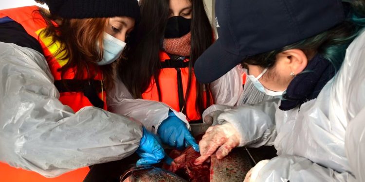 Estudiantes de Puerto Cisnes realizan necropsias en centro Nueva Esperanza de AquaChile