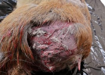 Ataques de perros a fauna silvestre en la región de Aysén