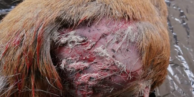 Ataques de perros a fauna silvestre en la región de Aysén