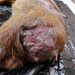 Ataques de perros a fauna silvestre en la región de Aysén