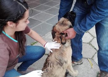 Enseñarán en Puerto Guadal sobre los primeros cuidados de las mascotas en taller de tenencia responsable