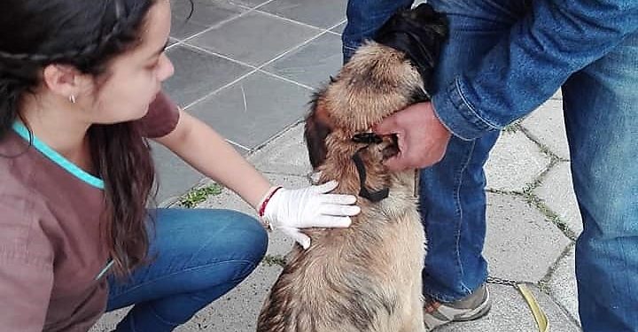 Enseñarán en Puerto Guadal sobre los primeros cuidados de las mascotas en taller de tenencia responsable