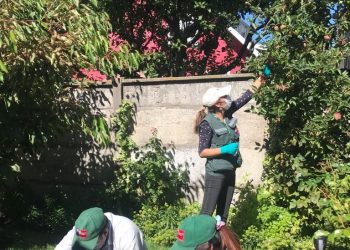 En la ciudad de Coyhaique SAG inicia instalación de trampas para monitorear presencia de polilla de la vid
