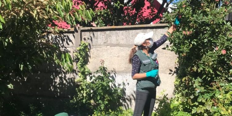 En la ciudad de Coyhaique SAG inicia instalación de trampas para monitorear presencia de polilla de la vid
