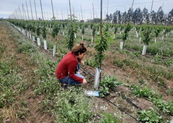 Encuestadores recorren la región para levantar información de Catastro Frutícola 2022