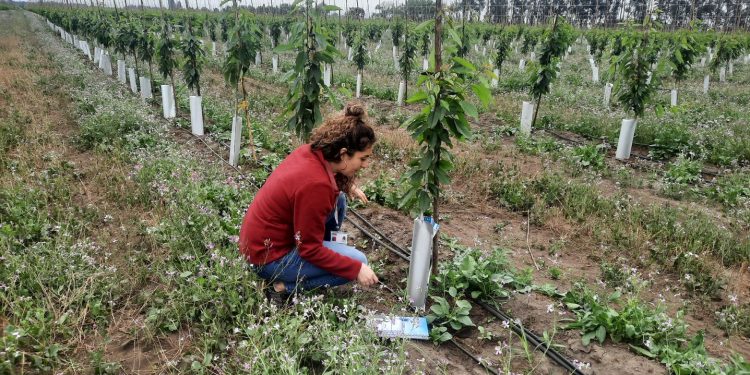 Encuestadores recorren la región para levantar información de Catastro Frutícola 2022