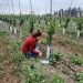 Encuestadores recorren la región para levantar información de Catastro Frutícola 2022