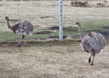 SAG Aysén llama a realizar Declaración Semestral de Fauna Silvestre del segundo semestre de 2021