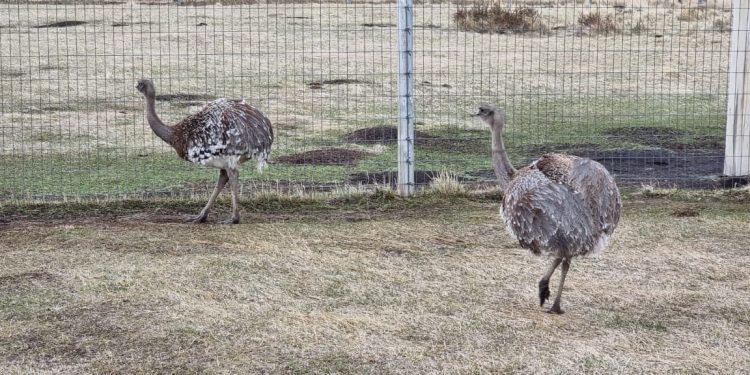 SAG Aysén llama a realizar Declaración Semestral de Fauna Silvestre del segundo semestre de 2021