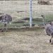 SAG Aysén llama a realizar Declaración Semestral de Fauna Silvestre del segundo semestre de 2021