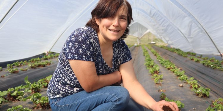 Fruticultura regional y el aporte de INDAP: Avances en diversificación productiva y alcance territorial