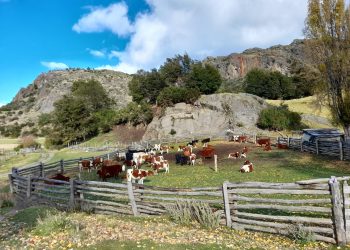 Ganadería Bovina en Aysén: La apuesta de INDAP por el mejoramiento genético y el impacto económico para productores locales