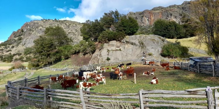 Ganadería Bovina en Aysén: La apuesta de INDAP por el mejoramiento genético y el impacto económico para productores locales