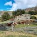 Ganadería Bovina en Aysén: La apuesta de INDAP por el mejoramiento genético y el impacto económico para productores locales