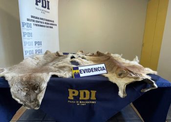 PDI incauta pieles de puma en la localidad de Lago Atravesado