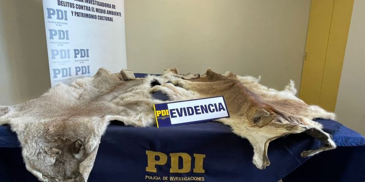 PDI incauta pieles de puma en la localidad de Lago Atravesado