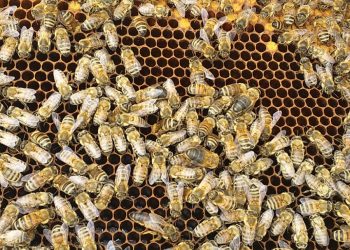 Inédito estudio permitirá diferenciar la miel de origen aysenino