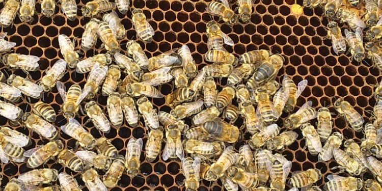 Inédito estudio permitirá diferenciar la miel de origen aysenino