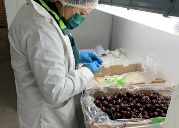 SAG Chile Chico finalizó el proceso de inspección y certificación de cerezas de la temporada 2022.