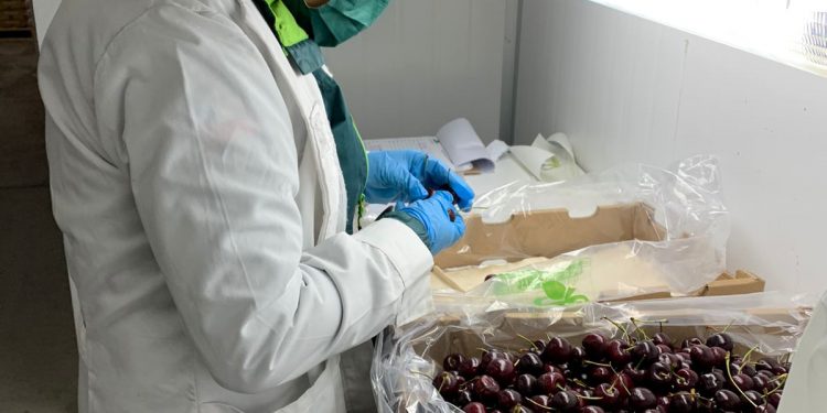 SAG Chile Chico finalizó el proceso de inspección y certificación de cerezas de la temporada 2022.