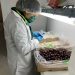 SAG Chile Chico finalizó el proceso de inspección y certificación de cerezas de la temporada 2022.