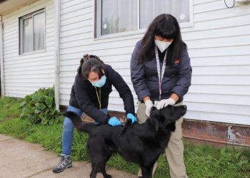 Luego de la detección de dos casos de murciélagos infectados con rabia, autoridad sanitaria inicia operativo en la comuna de Aysén.