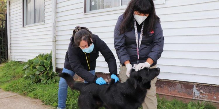 Luego de la detección de dos casos de murciélagos infectados con rabia, autoridad sanitaria inicia operativo en la comuna de Aysén.