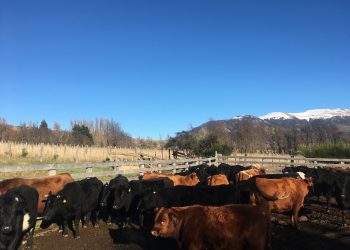 Ante proximidad del invierno, INDAP hace llamado a productores regionales a considerar Créditos de INDAP y Seguro Ganadero.