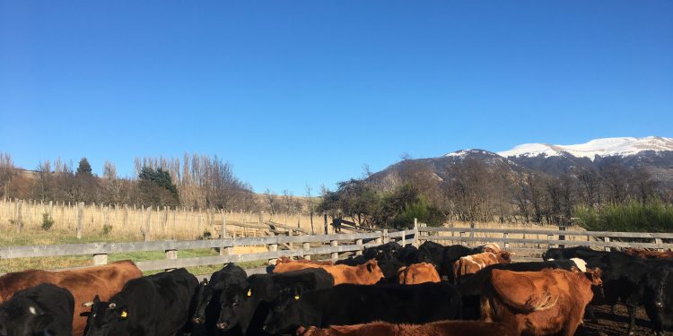 Ante proximidad del invierno, INDAP hace llamado a productores regionales a considerar Créditos de INDAP y Seguro Ganadero.