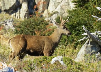 Sistema de alerta para evitar atropello de huemules es parte de campaña para posicionar a Chile en el mundo.