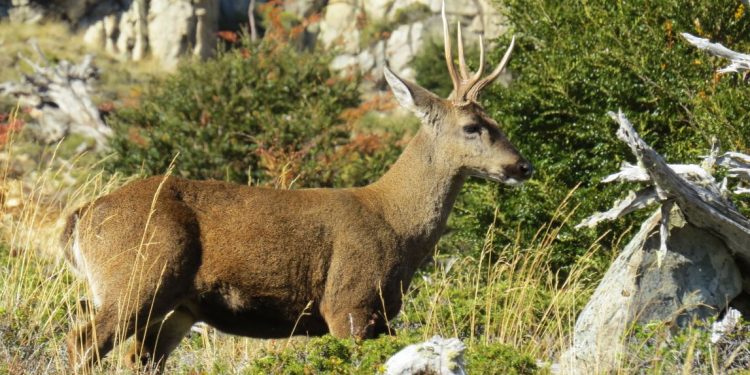 Sistema de alerta para evitar atropello de huemules es parte de campaña para posicionar a Chile en el mundo.