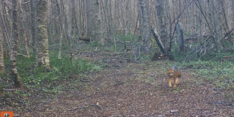 Reserva Nacional Coyhaique celebra su aniversario 74°con acceso gratuito.