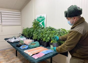 OS-7 y Fiscalía logran detención y formalización de dos personas por tráfico y cultivo ilegal de cannabis y sacan de circulación droga avaluada en más de 60 millones de pesos.