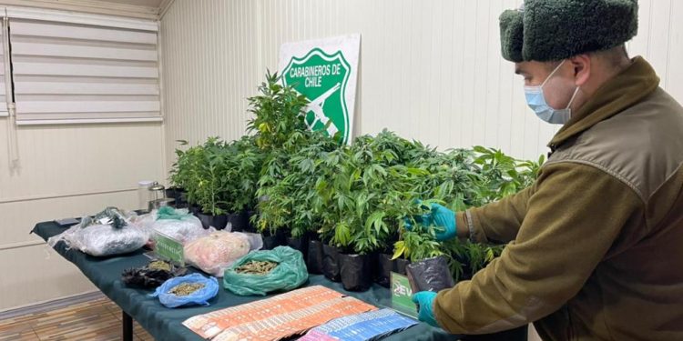 OS-7 y Fiscalía logran detención y formalización de dos personas por tráfico y cultivo ilegal de cannabis y sacan de circulación droga avaluada en más de 60 millones de pesos.