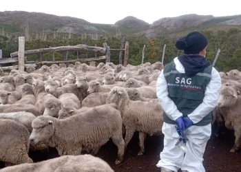 SAG y Colegio Médico Veterinario de Aysén invitan a participar de simposio sobre salud de personas y animales