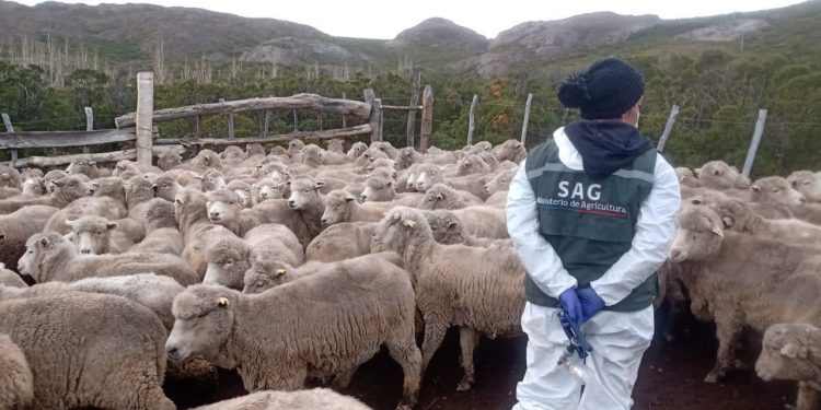 SAG y Colegio Médico Veterinario de Aysén invitan a participar de simposio sobre salud de personas y animales