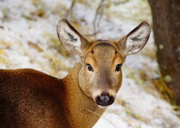 5 de agosto: Día Internacional del Huemul