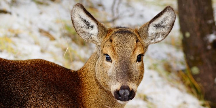 5 de agosto: Día Internacional del Huemul