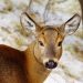 5 de agosto: Día Internacional del Huemul
