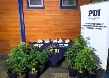 Moluscos en veda y cannabis sativa son incautados por PDI y Fiscalía en la ciudad de Puerto Aysén