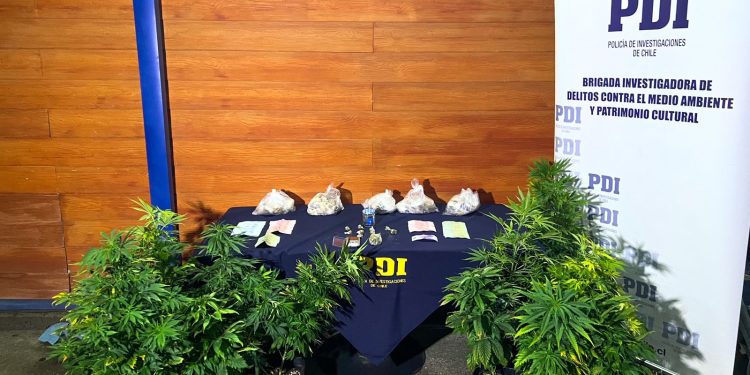 Moluscos en veda y cannabis sativa son incautados por PDI y Fiscalía en la ciudad de Puerto Aysén